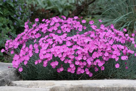 Porovnanie kultivarov Dianthus gratianopolitanus