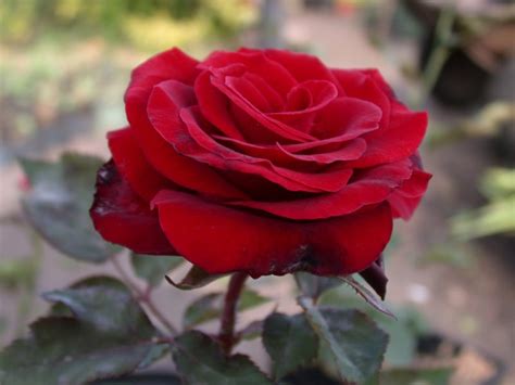 Koláž rôznych odrôd holandských ruží