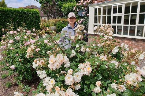 Ilustrácia správnej výsadby ruže