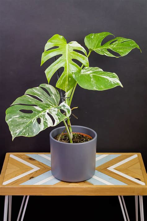 Monstera Deliciosa a Svokrine Jazyky