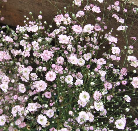 Gypsophila ‘Festival Pink Lady’ v plnom kvete