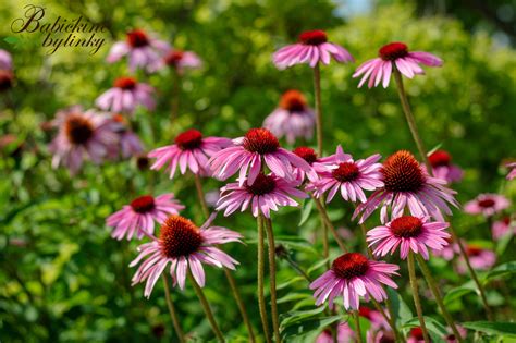 Ilustrácia Echinacea purpurová a jej charakteristické kvety