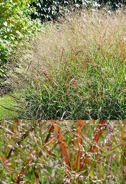 Jesenné sfarbenie listov bršlena európskeho