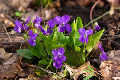 Kvety fialky trojfarebnej