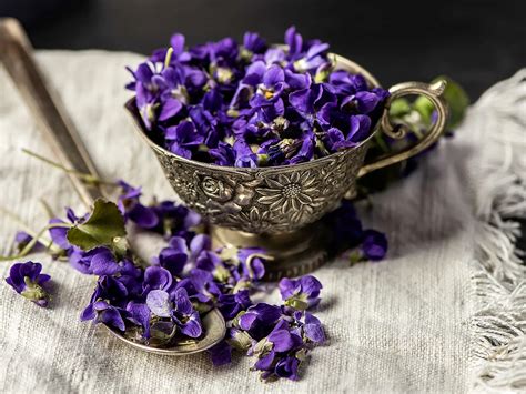 Ilustrácia zameraná na liečivé účinky fialky na pokožku