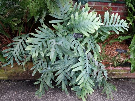 Phlebodium aureum a jeho modrozelené listy