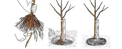 Schéma správnej výsadby čučoriedky