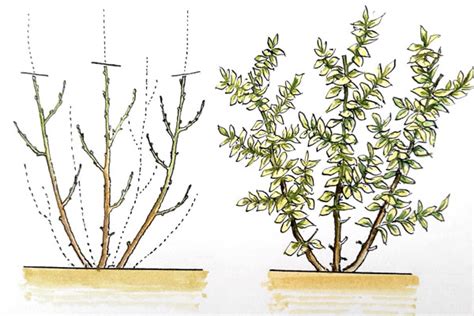 Časť rastliny čučoriedky vhodná na rez