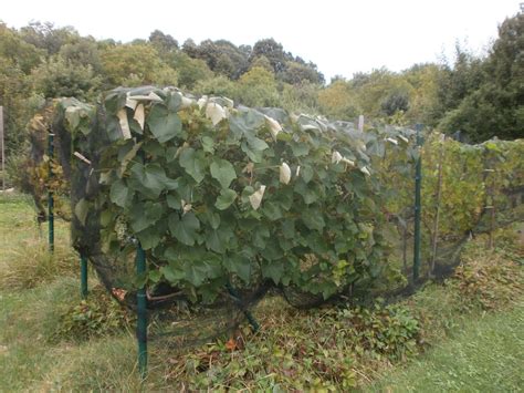 Siete proti vtákom na čučoriedkových kríkoch