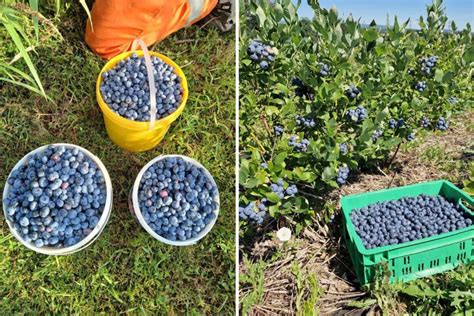 Zber čerstvých čučoriedok