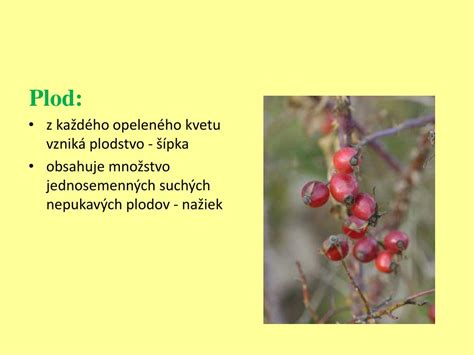 Príklady suchých pukavých a nepukavých plodov