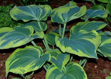 Záhon s rôznymi odrodami funkie (Hosta)