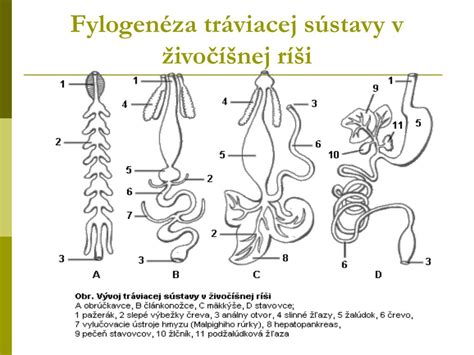 Príklady nepohlavného rozmnožovania v ríši živočíchov