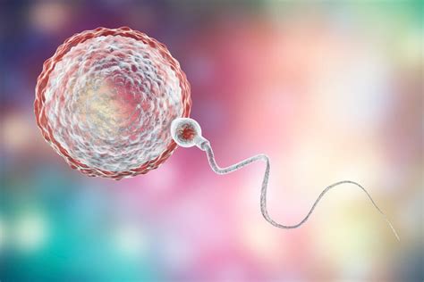 Spermia a vajíčko