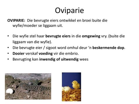 Porovnanie oviparie, ovoviviparie a viviparie
