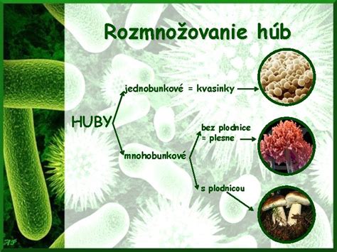 Nepohlavné rozmnožovanie húb