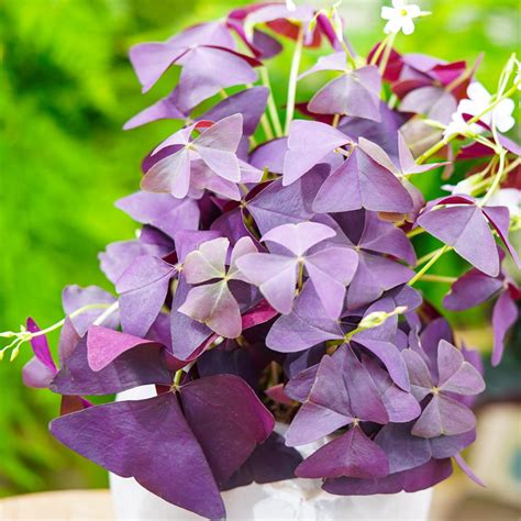 Infografika: Filozofia spoločnosti Oxalis - 