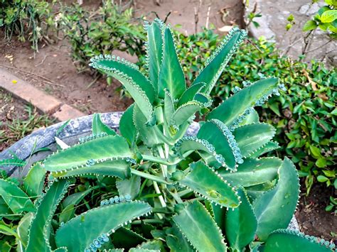 Pravidelná zálievka Kalanchoe