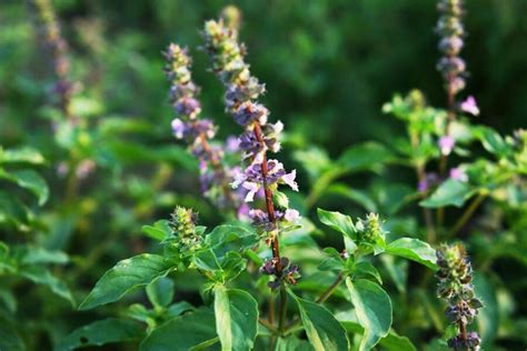 Bazalka posvätná (Tulsi) - infografika