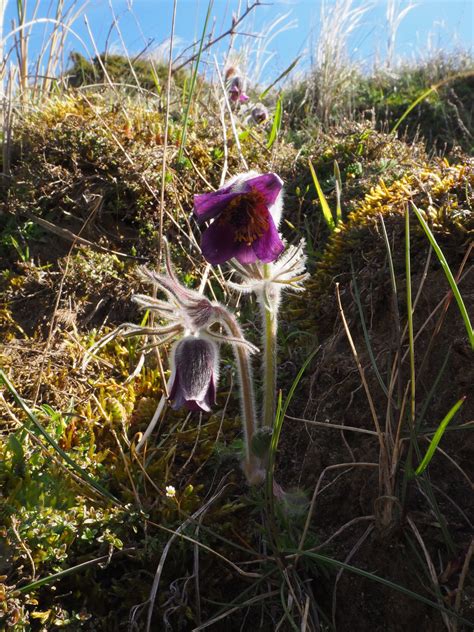 Mapa rozšírenia Pulsatilla pratensis subsp. hungarica