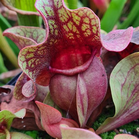Sarracenia purpurea v prirodzenom prostredí