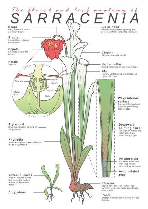 Schéma loveckého mechanizmu Sarracenia