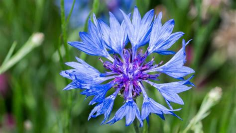 Nevädza poľná v kvetinovom poli