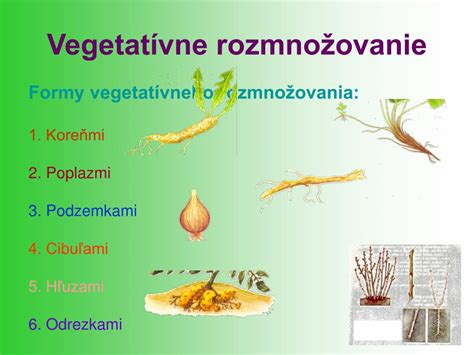 Ilustrácia rôznych typov vegetatívneho rozmnožovania rastlín