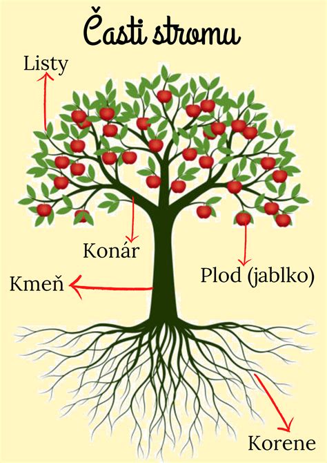 Ilustrácia vrúbľovania ovocného stromu