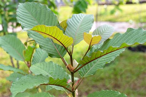 Ilustrácia rastliny kratom (Mitragyna speciosa)
