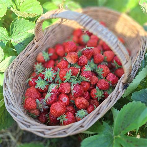 Čerstvé jahody pripravené na zber