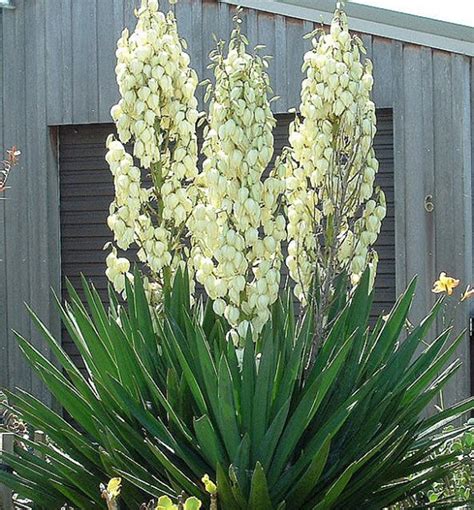 Juka vláknitá (Yucca filamentosa)