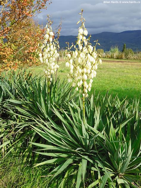Juka nádherná (Yucca gloriosa)