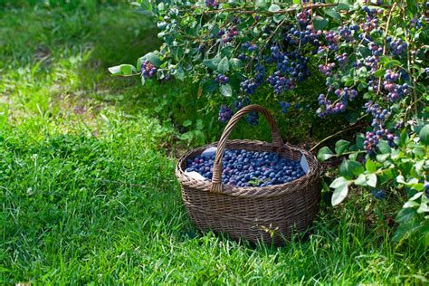 Zber zrelých čučoriedok