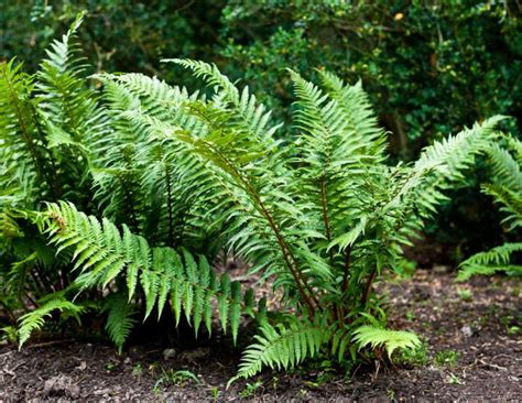 Papraď samčia v prírodnom prostredí