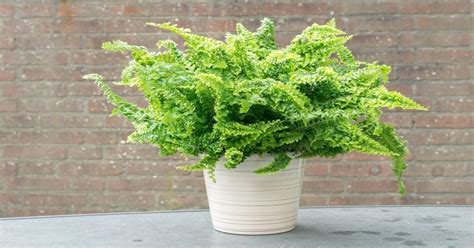 Správne zalievanie papradí