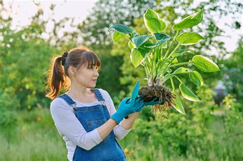 Delenie trsov papradí