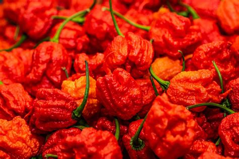 Carolina Reaper