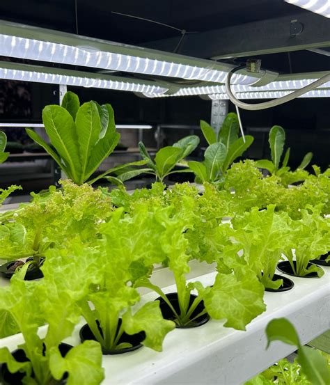 Ilustrácia hydroponickej farmy v kontajneri