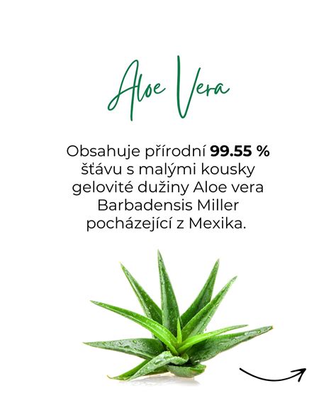 Štruktúra listu Aloe Vera s vyznačením dužiny
