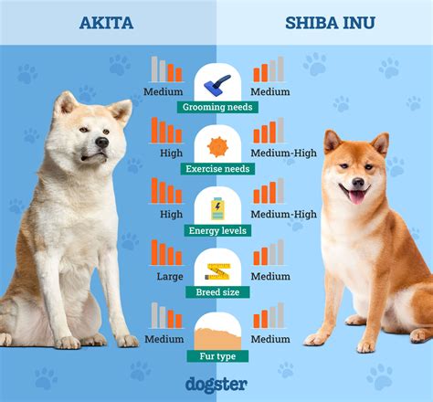 Shiba Inu v typickom postoji