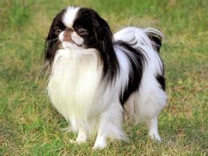 Japonský čin (Japanese Chin)