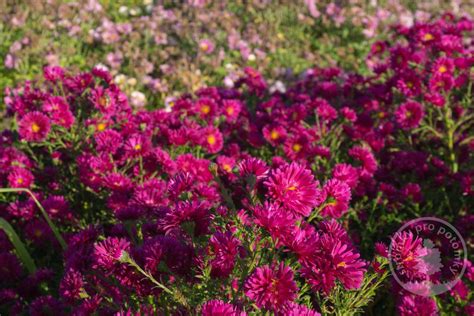 Astra novobelgická 'Crimson Brocade' v záhrade