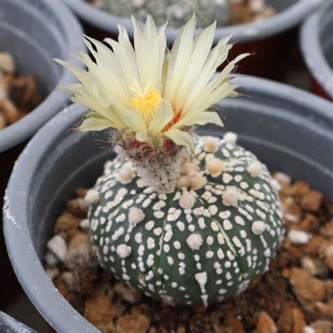 Zblízka: kvet Astrophytum asterias