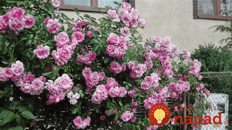 Odrezky čínskej ruže pripravené na zakorenenie