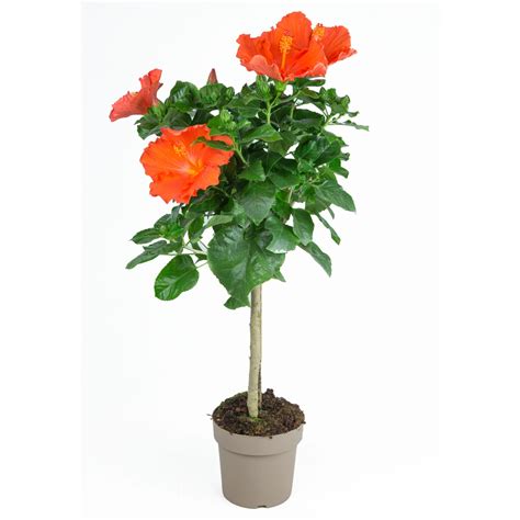 Čínska ruža s bohatou násadou kvetov