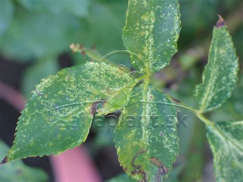 Detail lesklých, tmavozelených listov čínskej ruže