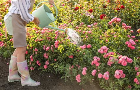 Pestovanie ruží v lete