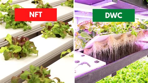 Schéma rôznych typov hydroponických systémov (DWC, NFT, Ebb and Flow)