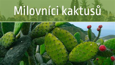 Infografika: Prečo milujeme kaktusy a kaktusové brošne